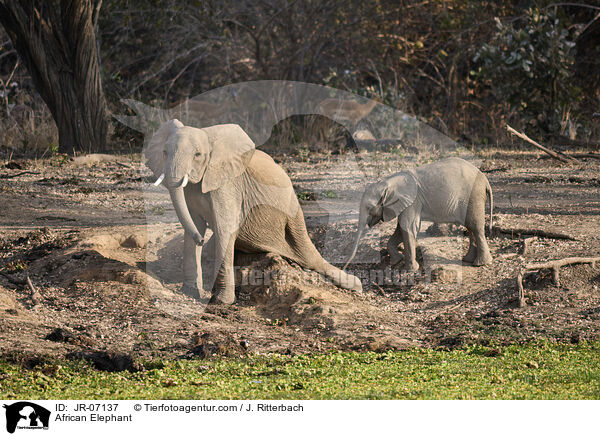 Afrikanischer Elefant / African Elephant / JR-07137