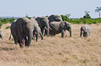 african elephant