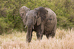 african elephant