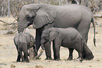 african elephant