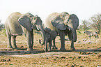 African Elephants