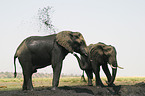 African Elephants at body care