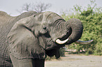 drinking African Elephant