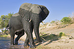 African Elephant