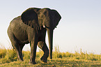 African Elephant