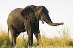 African Elephant