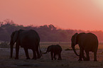 African Elephants