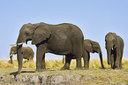 African Elephants