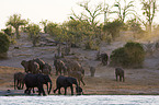 African Elephants