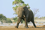 African Elephant