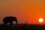 African Elephant