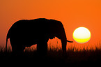 African Elephant