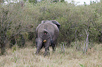 African elephant