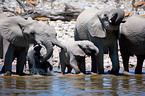 herd of elephants