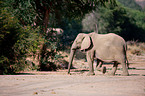 African elephant