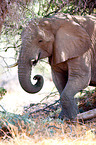 African elephant