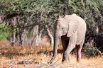 African elephant