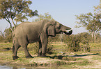 African elephant