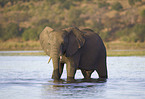 African elephant