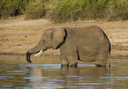 African elephant