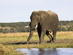 African elephant