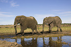 African elephants