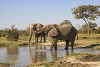 African elephants