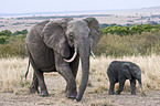 African elephants