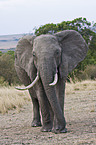 African elephant