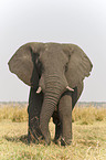 african elephant