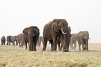 african elephants