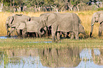 african elephants