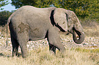 African elephant