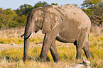 African elephant