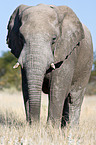 African elephant