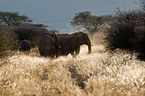 African elephants