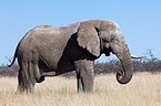 African elephant