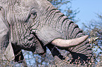 African elephant