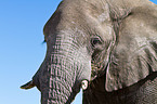 African elephant