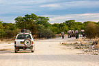 African elephants