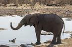 African elephant