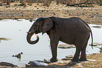 African elephant