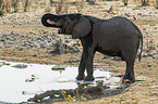 African elephant