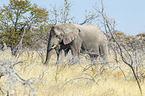 African elephant