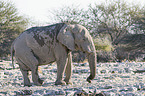 African elephant