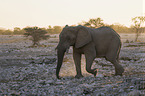 African elephant