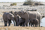 African elephants