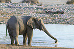 African elephant