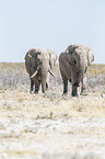 African elephants