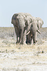 African elephant